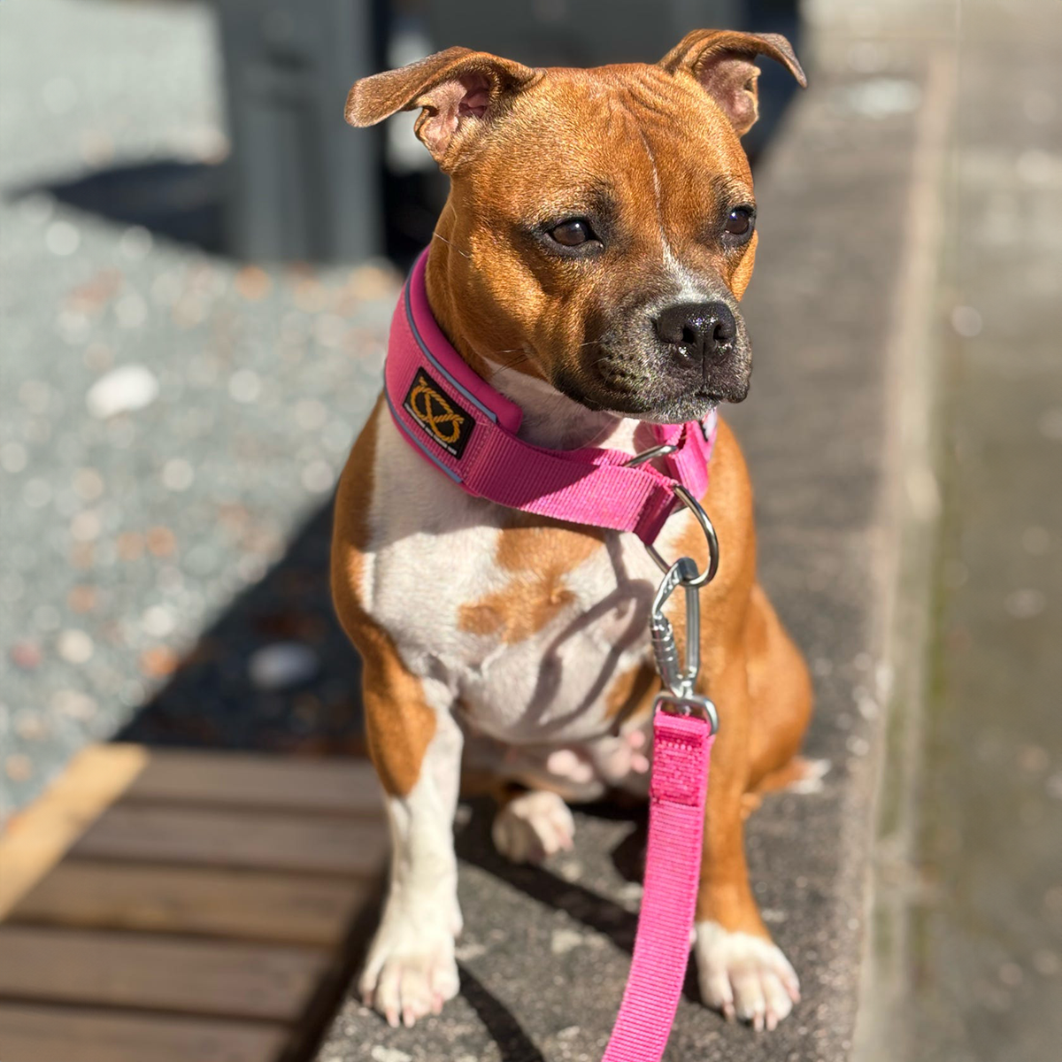 Staffordshire Bull Terrier 1935® Collier Martingale - Fuchsia