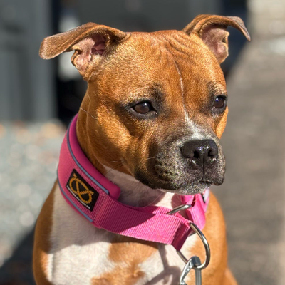 Staffordshire Bull Terrier 1935® Martingale Halsband - Rosa