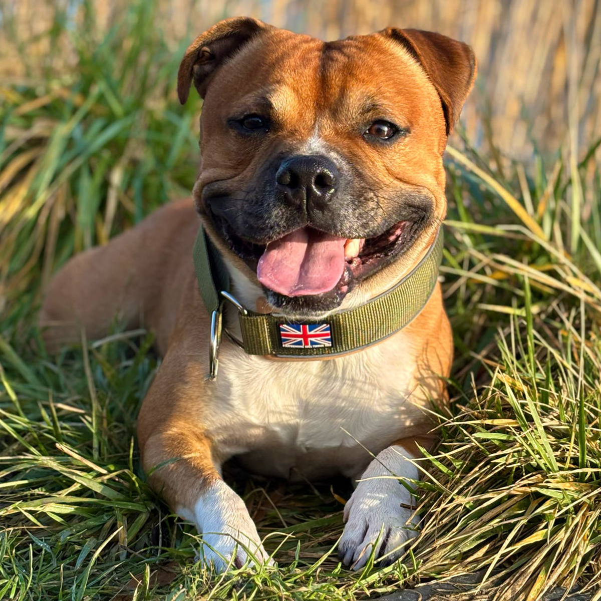Staffordshire Bull Terrier 1935® Martingale Halsband - Hunter