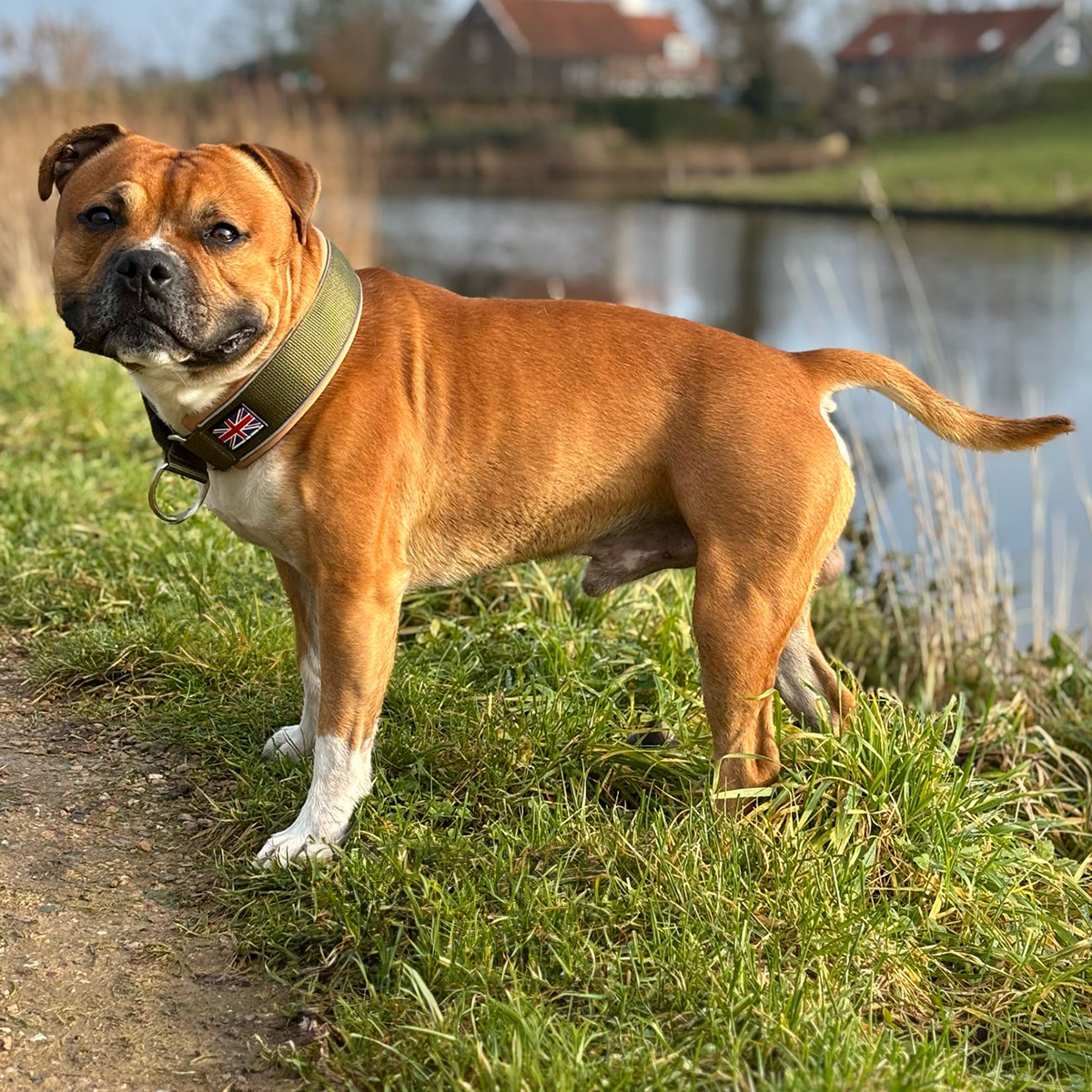 Staffordshire Bull Terrier 1935® Martingale Halsband - Hunter
