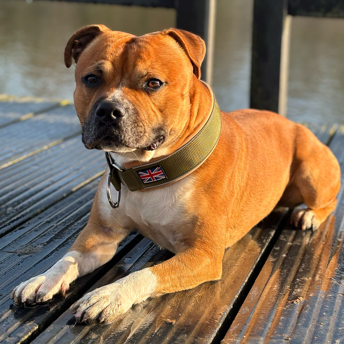 Staffordshire Bull Terrier 1935® Martingale Halsband - Hunter