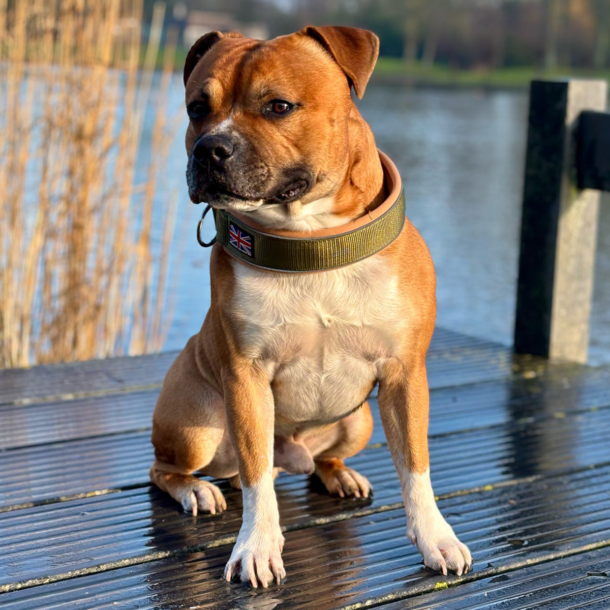 Staffordshire Bull Terrier 1935® Martingale Halsband - Hunter