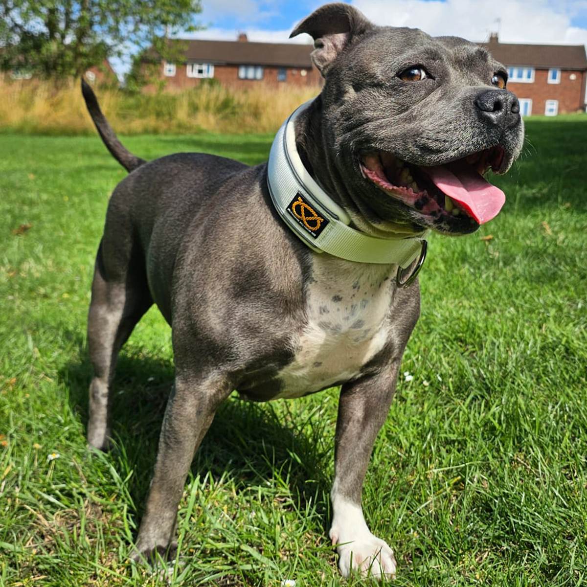 Staffordshire Bull Terrier 1935® Collier Martingale - Blanc