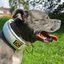 Staffordshire Bull Terrier 1935® Collier Martingale - Blanc