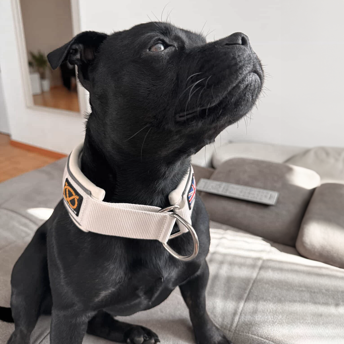 Staffordshire Bull Terrier 1935® Martingale Halsband - Vit