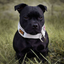 Staffordshire Bull Terrier 1935® Martingale Halsband - Vit