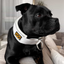 Staffordshire Bull Terrier 1935® Martingale Halsband - Vit
