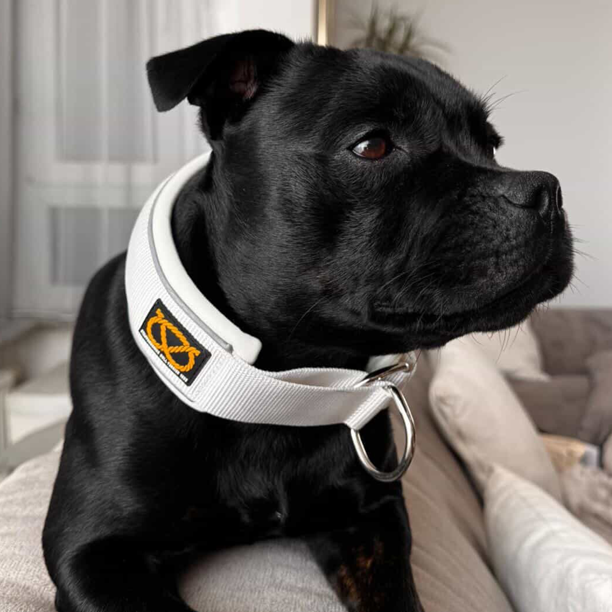 Staffordshire Bull Terrier 1935® Martingale Halsband - Vit