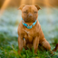 Staffordshire Bull Terrier 1935® Nylonhalsband - Alvin Edition - Aqua & Neonorange