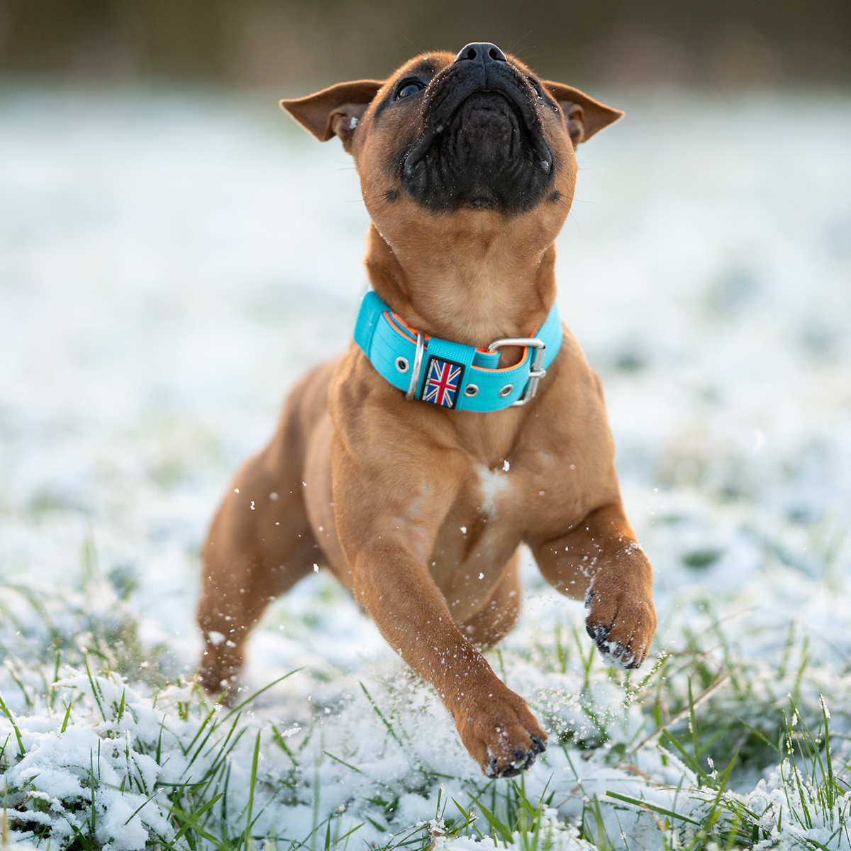 Staffordshire Bull Terrier 1935® Nylonhalsband - Alvin Edition - Aqua & Neonorange