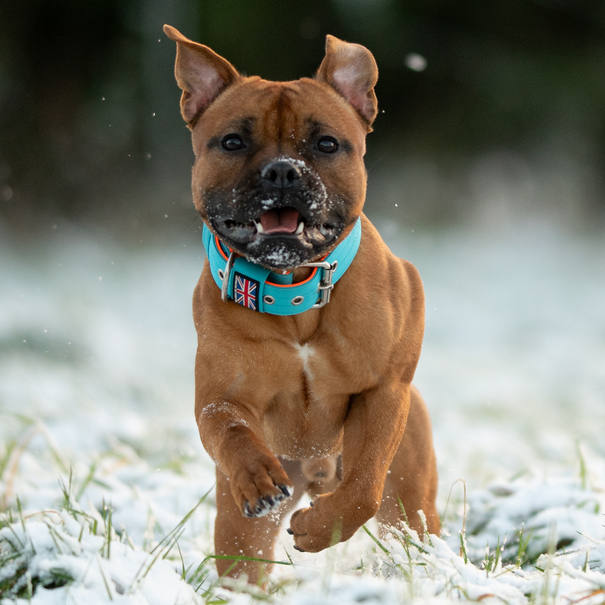 Staffy running in a snowy field with a blue collar