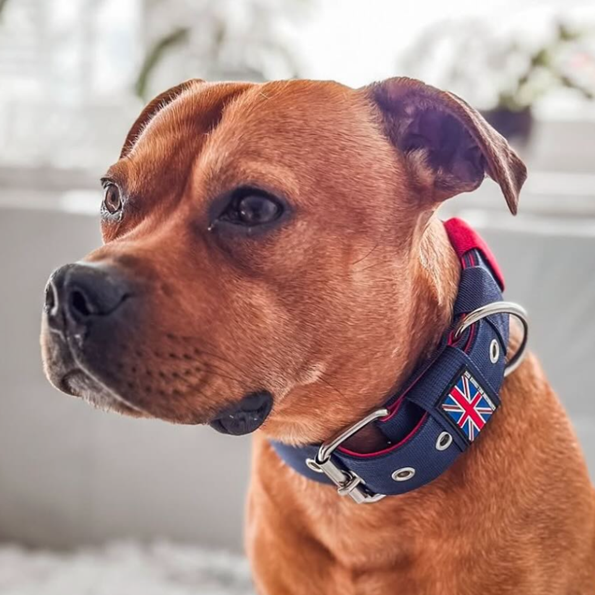 Staffordshire Bull Terrier 1935® Nylon Collar - Huey Union Jack Edition