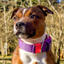 Staffordshire Bull Terrier 1935® Nylon Collar - Purple & Neon Pink