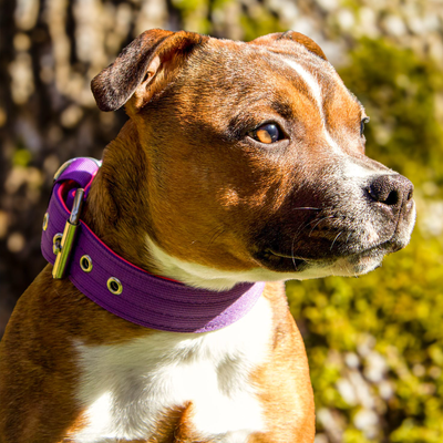Staffordshire Bull Terrier 1935® Collier Nylon - Violet et Rose Fluo