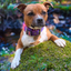 Staffordshire Bull Terrier 1935® Nylon Collar - Purple & Neon Pink