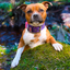 Staffordshire Bull Terrier 1935® Nylon Collar - Purple & Neon Pink