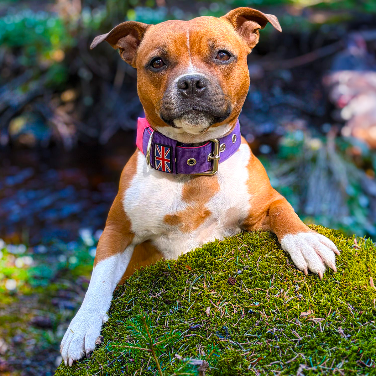 Staffordshire Bull Terrier 1935® Nylon Collar - Purple & Neon Pink