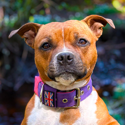 Staffordshire Bull Terrier 1935® Collier Nylon - Violet et Rose Fluo