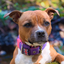Staffordshire Bull Terrier 1935® Nylon Collar - Purple & Neon Pink