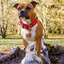 Staffordshire Bull Terrier 1935® Nylon Collar - Red