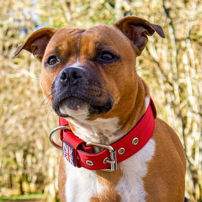 Staffordshire Bull Terrier 1935® Collier Nylon - Rouge