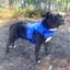 Staffordshire Bull Terrier 1935® Cooling Vest