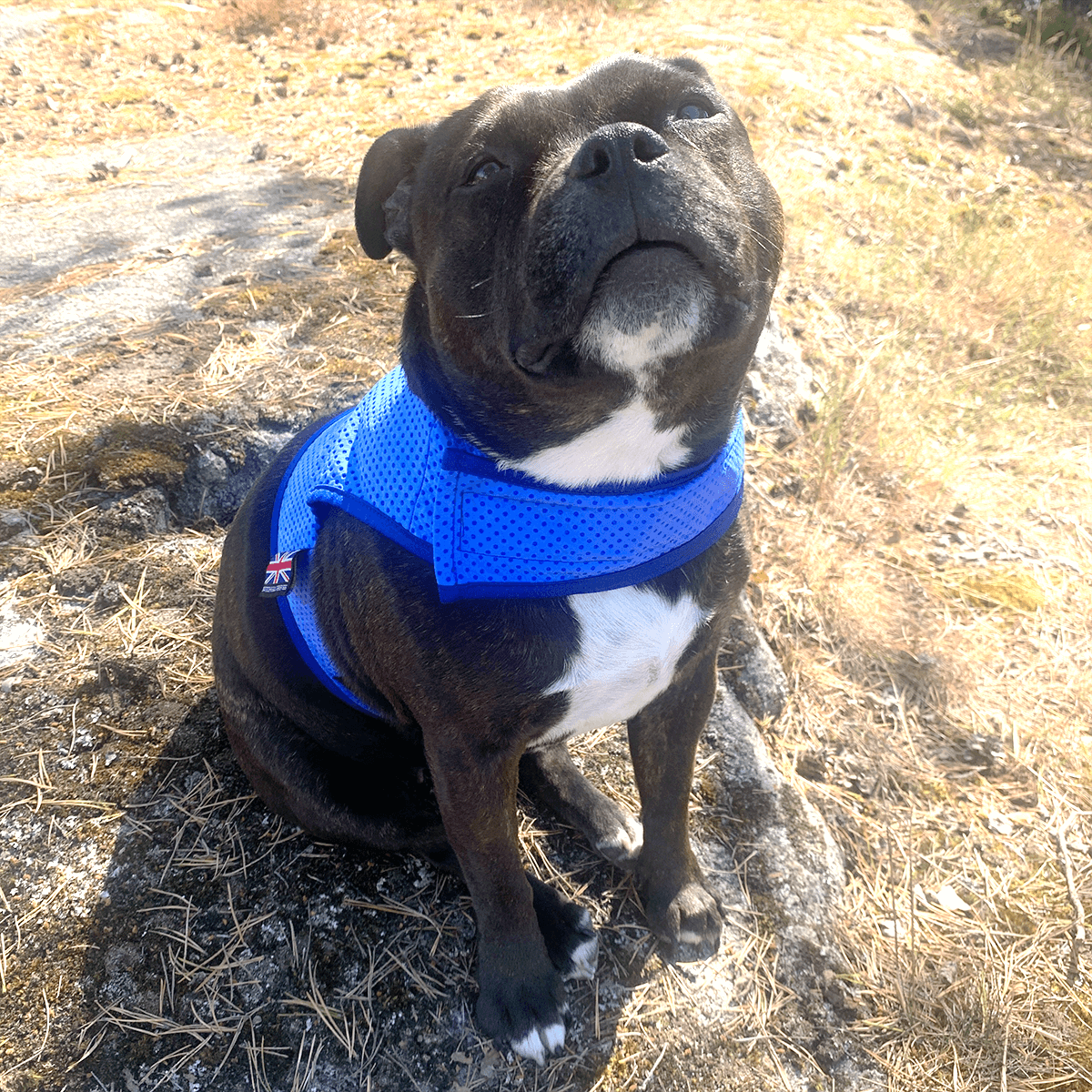 Staffordshire Bull Terrier 1935® Cooling Vest