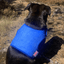 Staffordshire Bull Terrier 1935® Cooling Vest