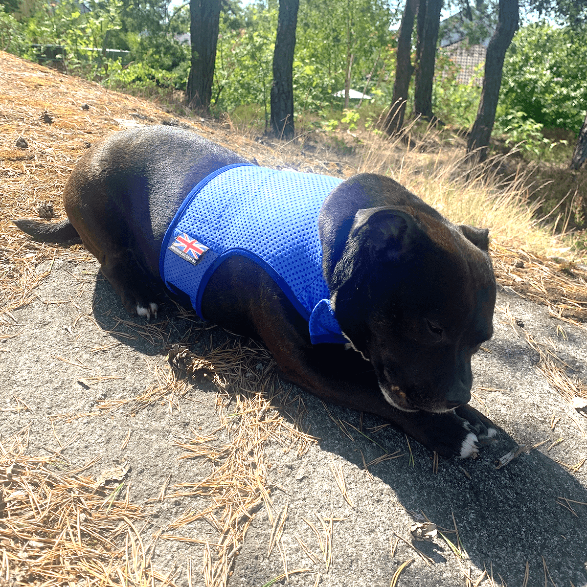 Staffordshire Bull Terrier 1935® Cooling Vest