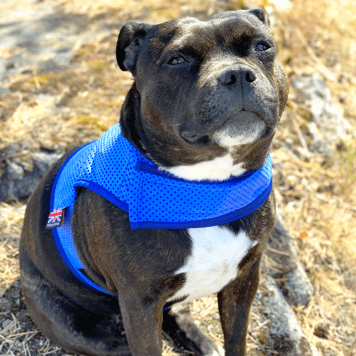 Staffordshire Bull Terrier 1935® Cooling Vest