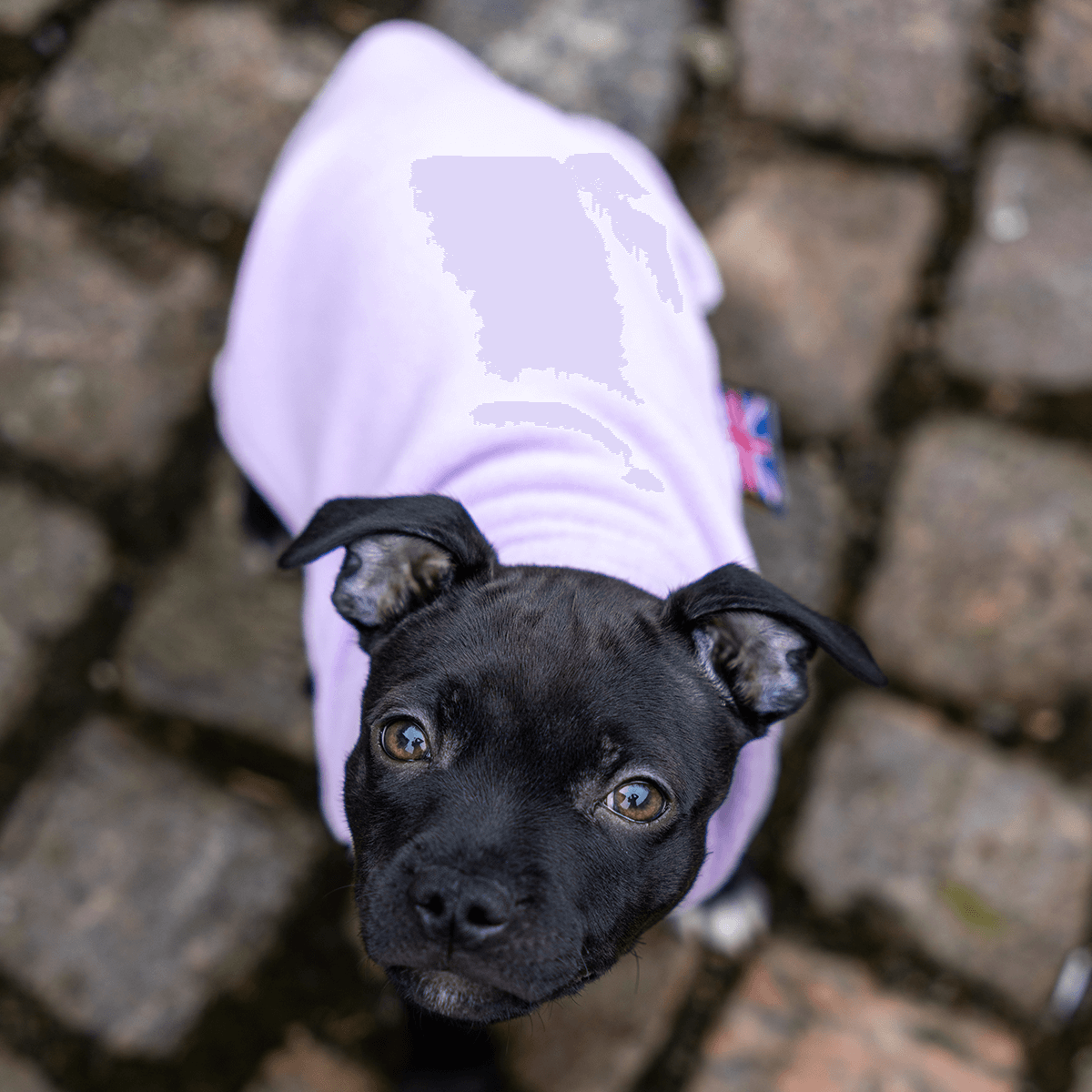 Staffordshire Bull Terrier 1935® Puppy Fleece Coat - Baby Lilac