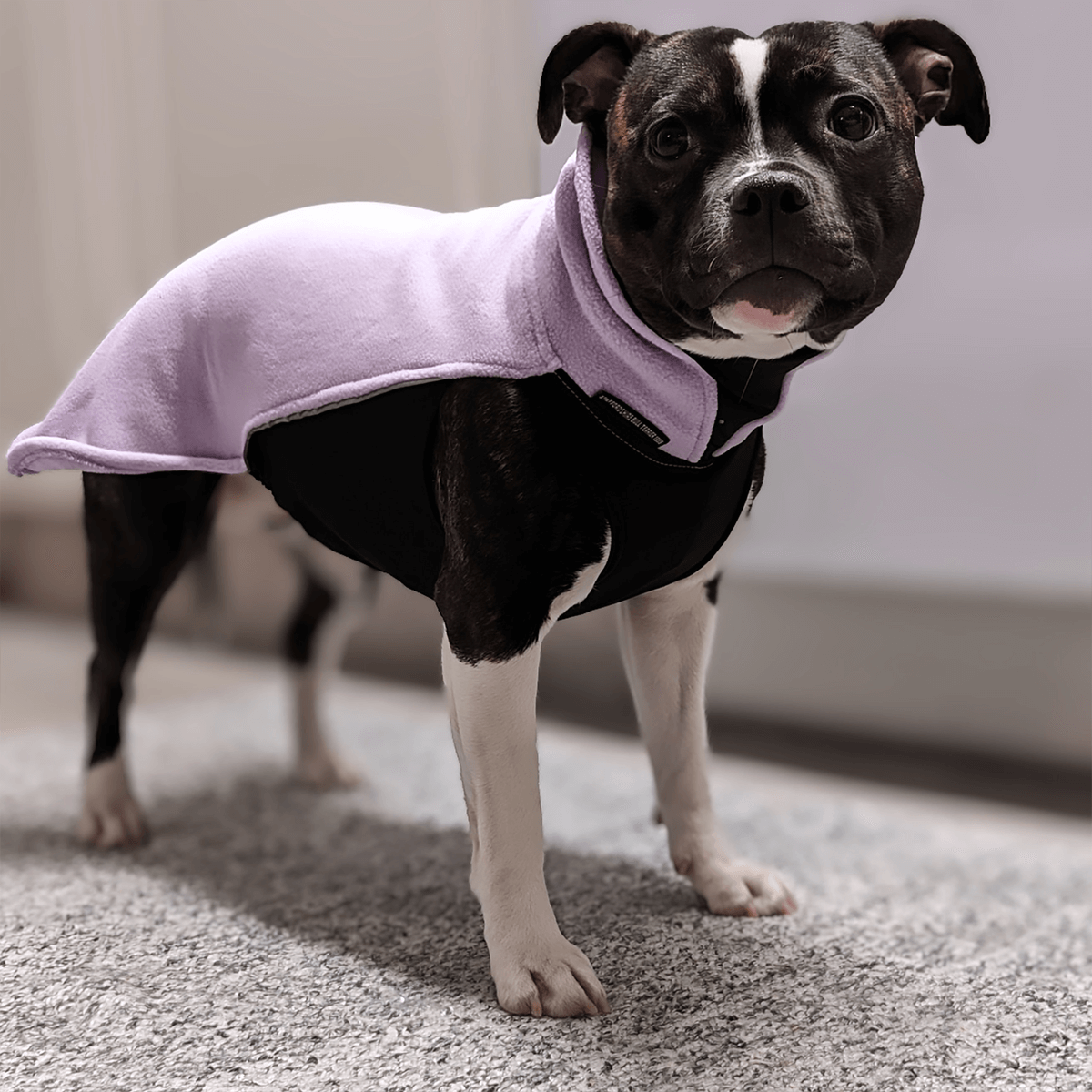 Staffordshire Bull Terrier 1935® Fleece Coat