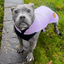 Staffordshire Bull Terrier 1935® Fleece Coat - Baby Lilac