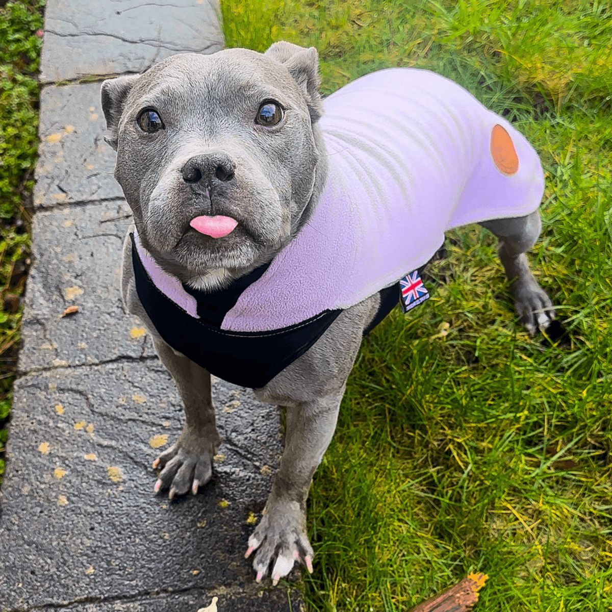 Staffordshire Bull Terrier 1935® Fleece Coat - Baby Lilac