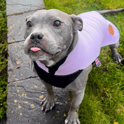 Staffordshire Bull Terrier 1935® Fleece Coat - Baby Lilac