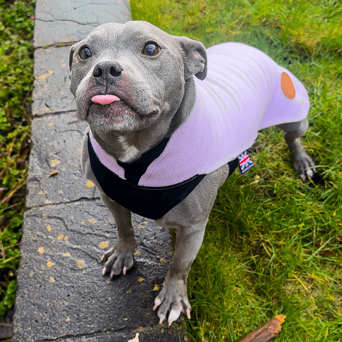 Staffordshire Bull Terrier 1935® Fleece Coat - Baby Lilac