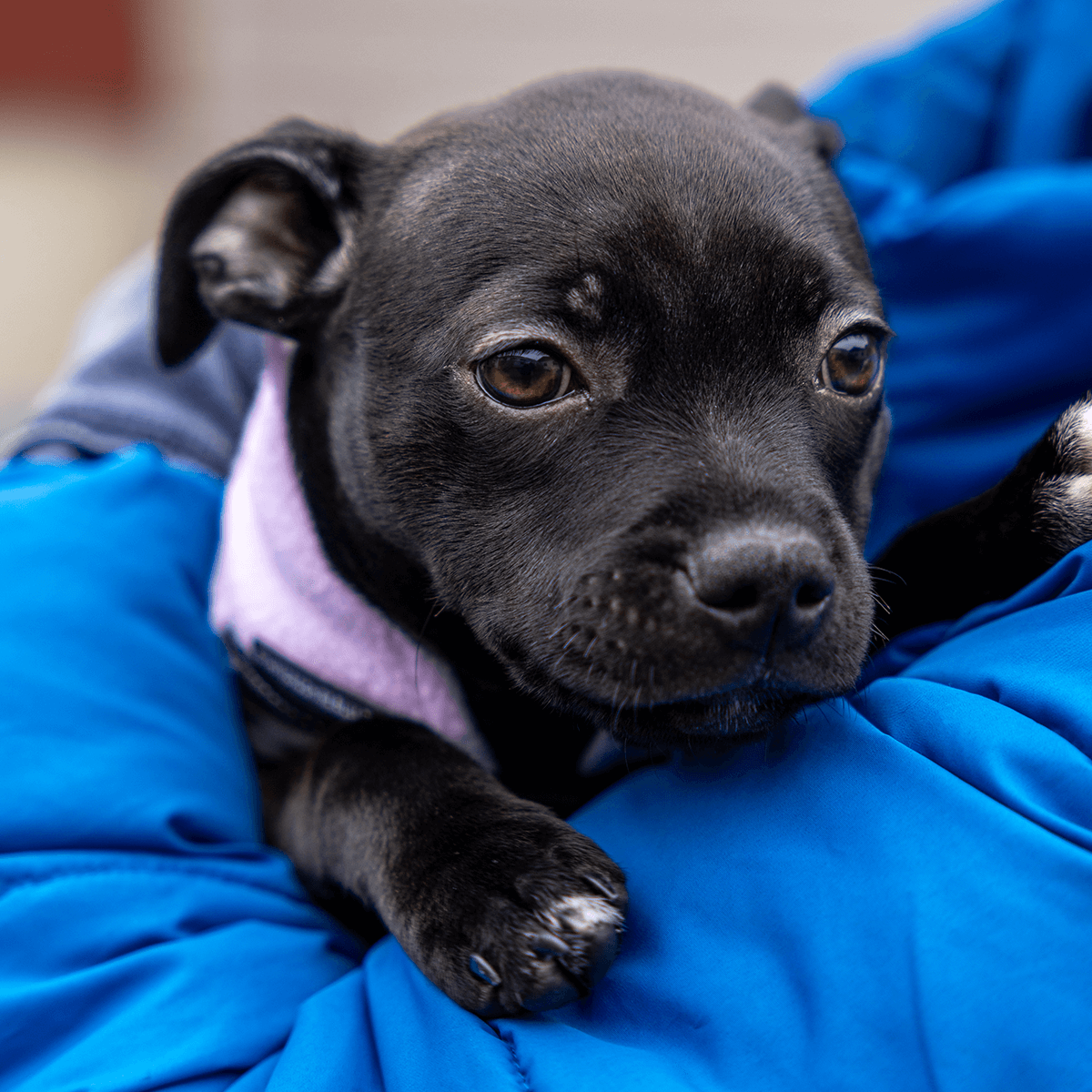 Staffordshire Bull Terrier 1935® Puppy Fleece Coat - Baby Lilac