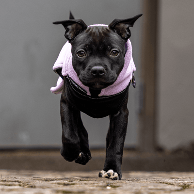 Staffordshire Bull Terrier 1935® Manteau Polaire Chiot - Bébé Lilas