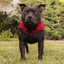 Staffordshire Bull Terrier 1935® Fleece Coat - Burgundy