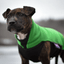 Staffordshire Bull Terrier 1935® Fleece Coat - Forest Green