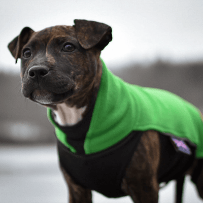 Staffordshire Bull Terrier 1935® Fleece Coat - Forest Green