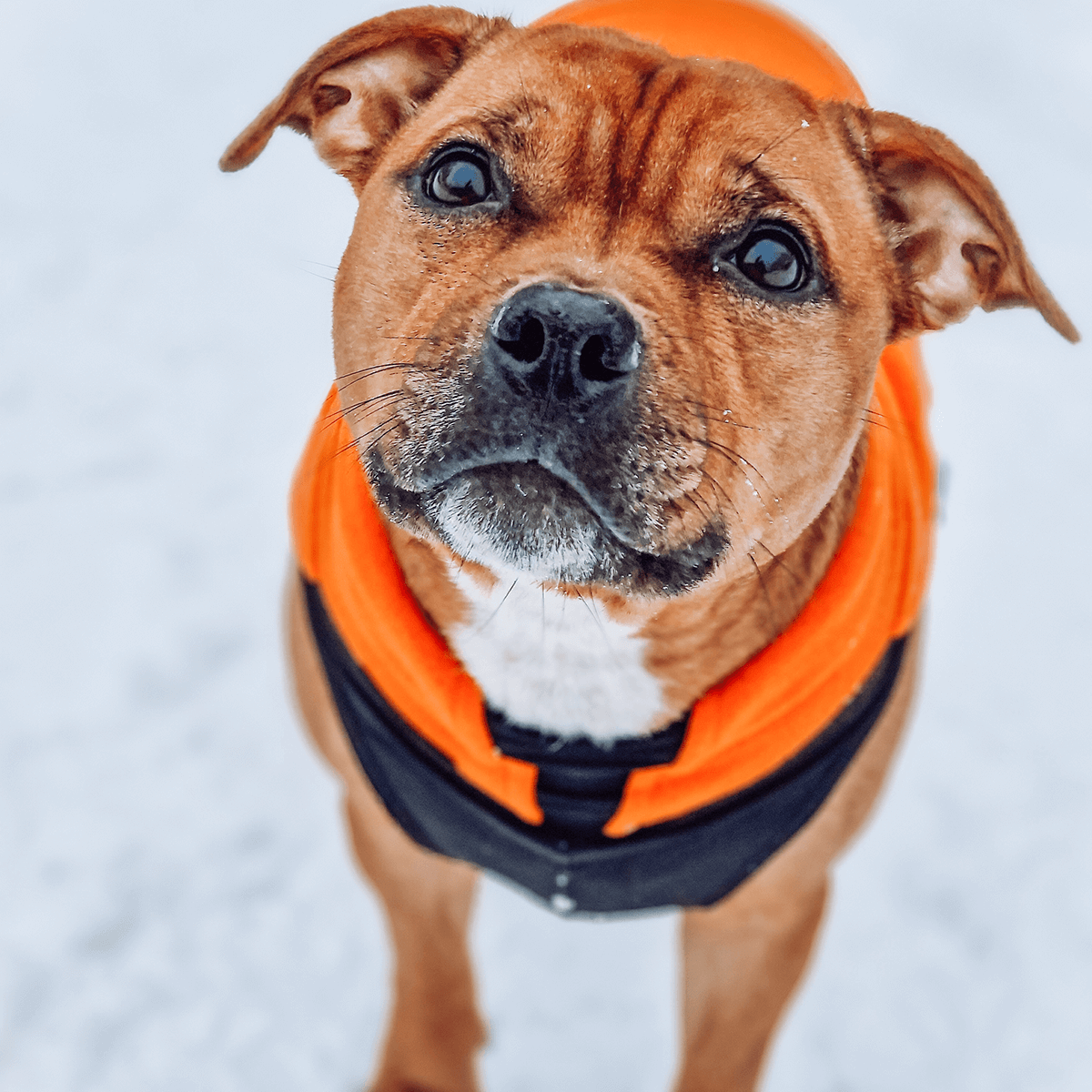 Staffordshire Bull Terrier 1935® Fleece Coat - Orange