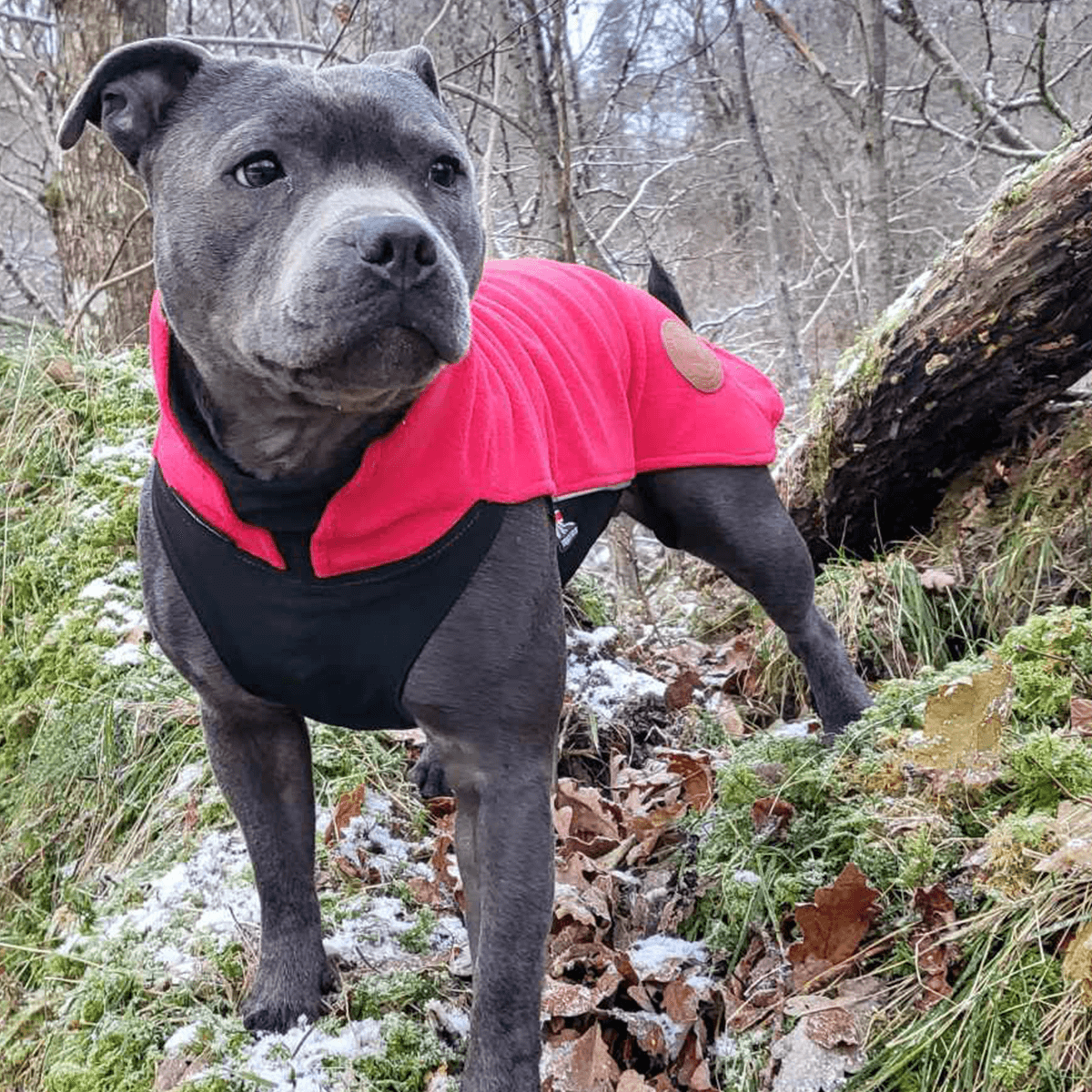 Staffordshire Bull Terrier 1935® Manteau Polaire - Rouge