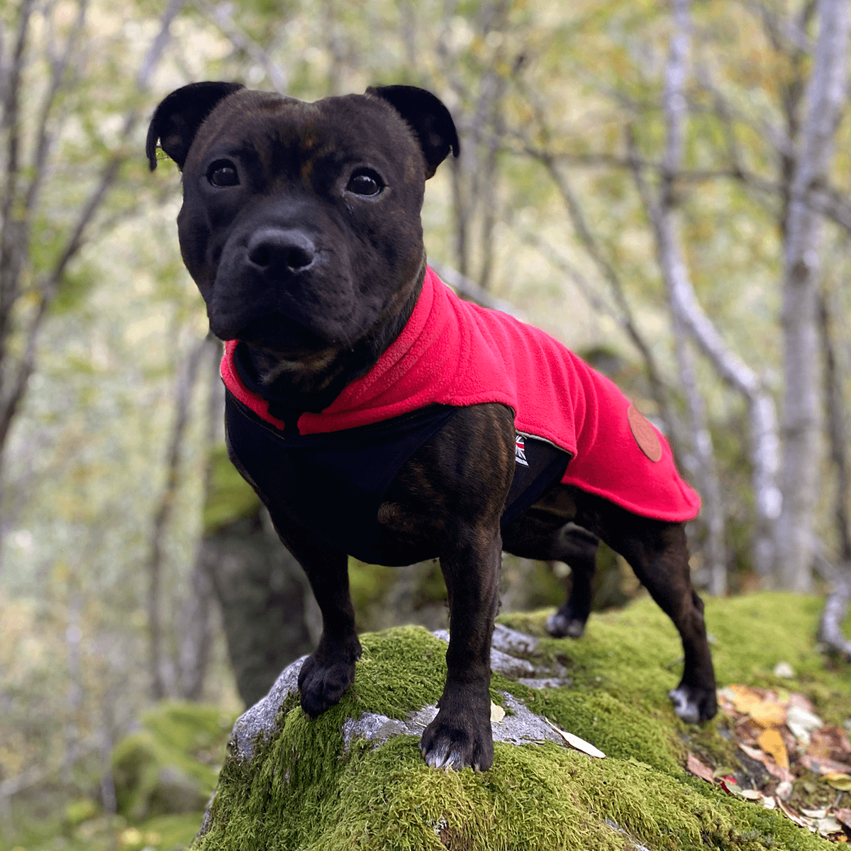 Staffordshire Bull Terrier 1935® Fleece Coat - Red