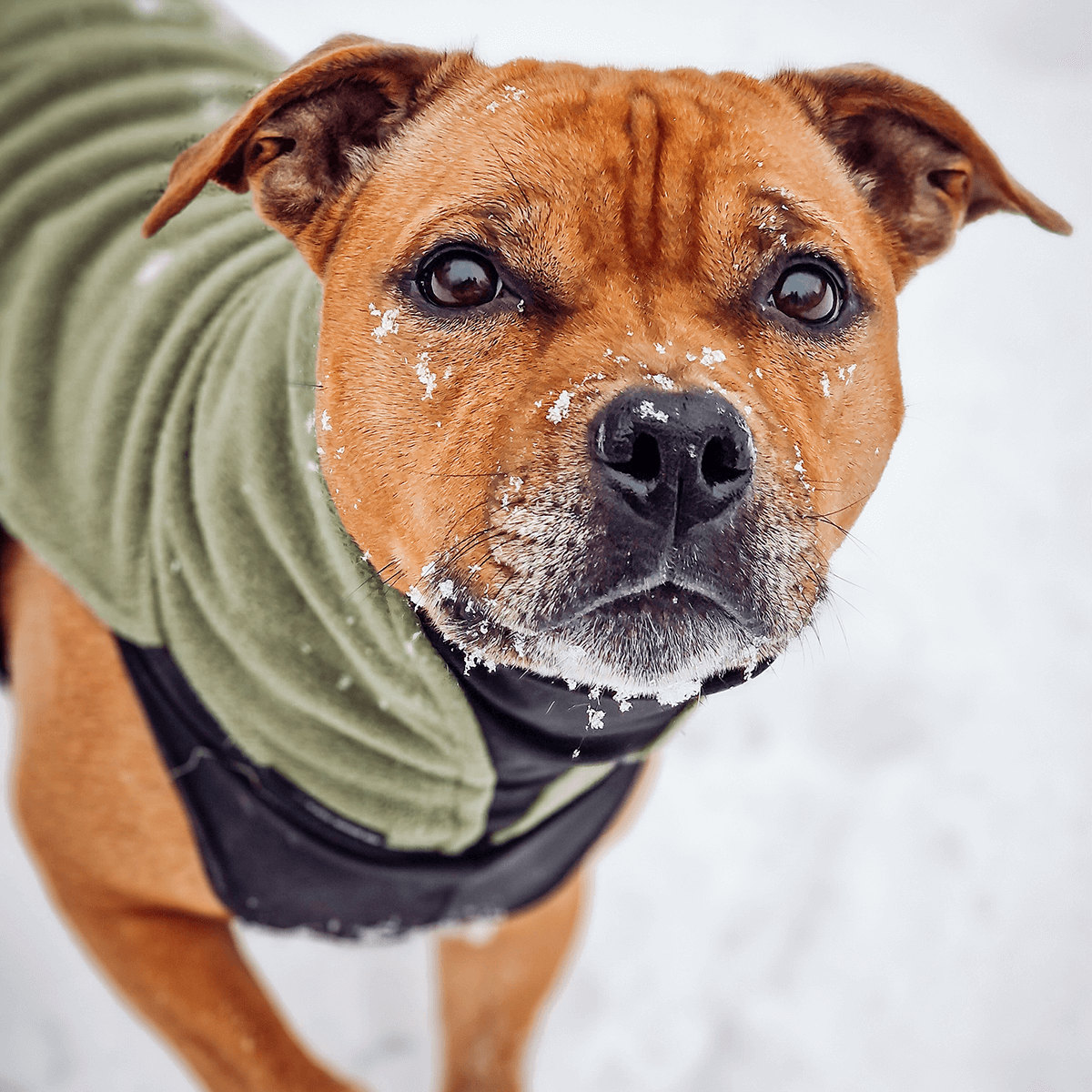 Staffordshire Bull Terrier 1935® Fleecetäcke - Gröna