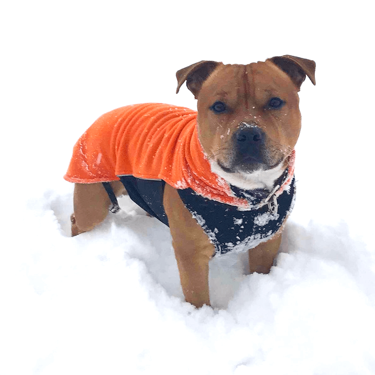 Staffordshire Bull Terrier 1935® Fleece Coat - Orange