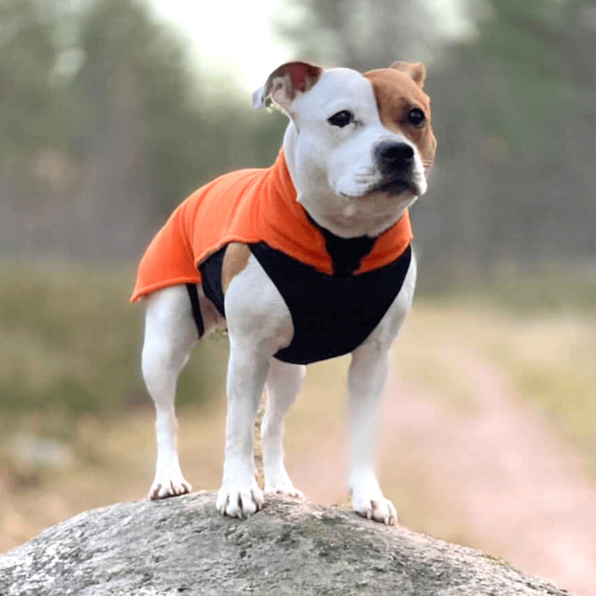 Staffordshire Bull Terrier 1935® Fleece Coat - Orange