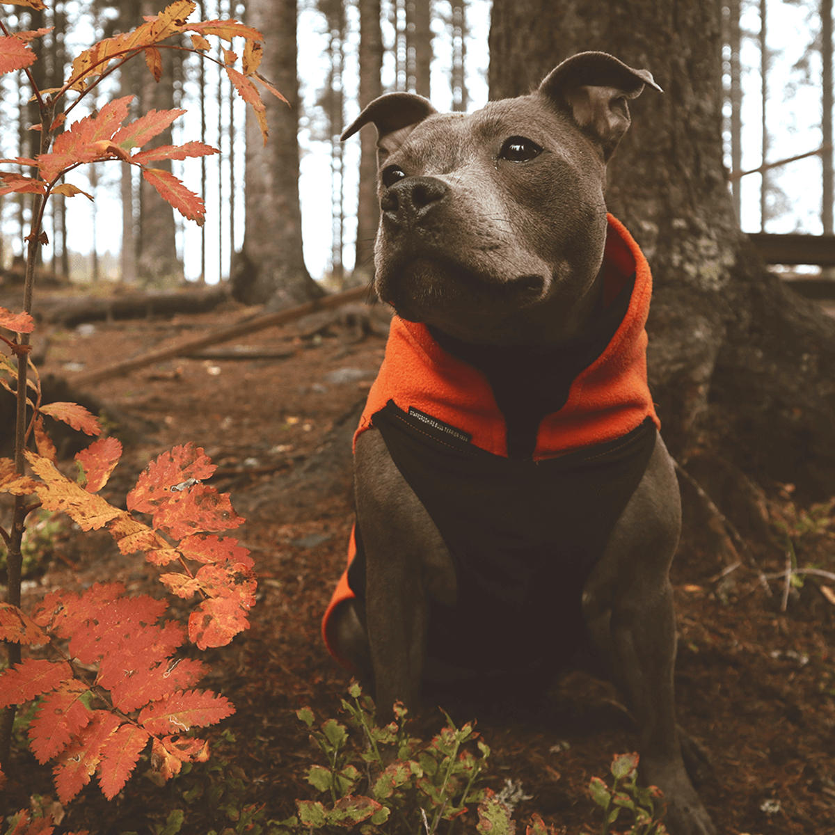 Staffordshire Bull Terrier 1935® Fleece Coat - Orange