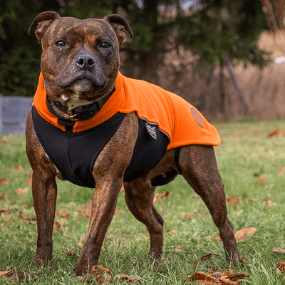 Staffordshire Bull Terrier 1935® Manteau Polaire - Orange