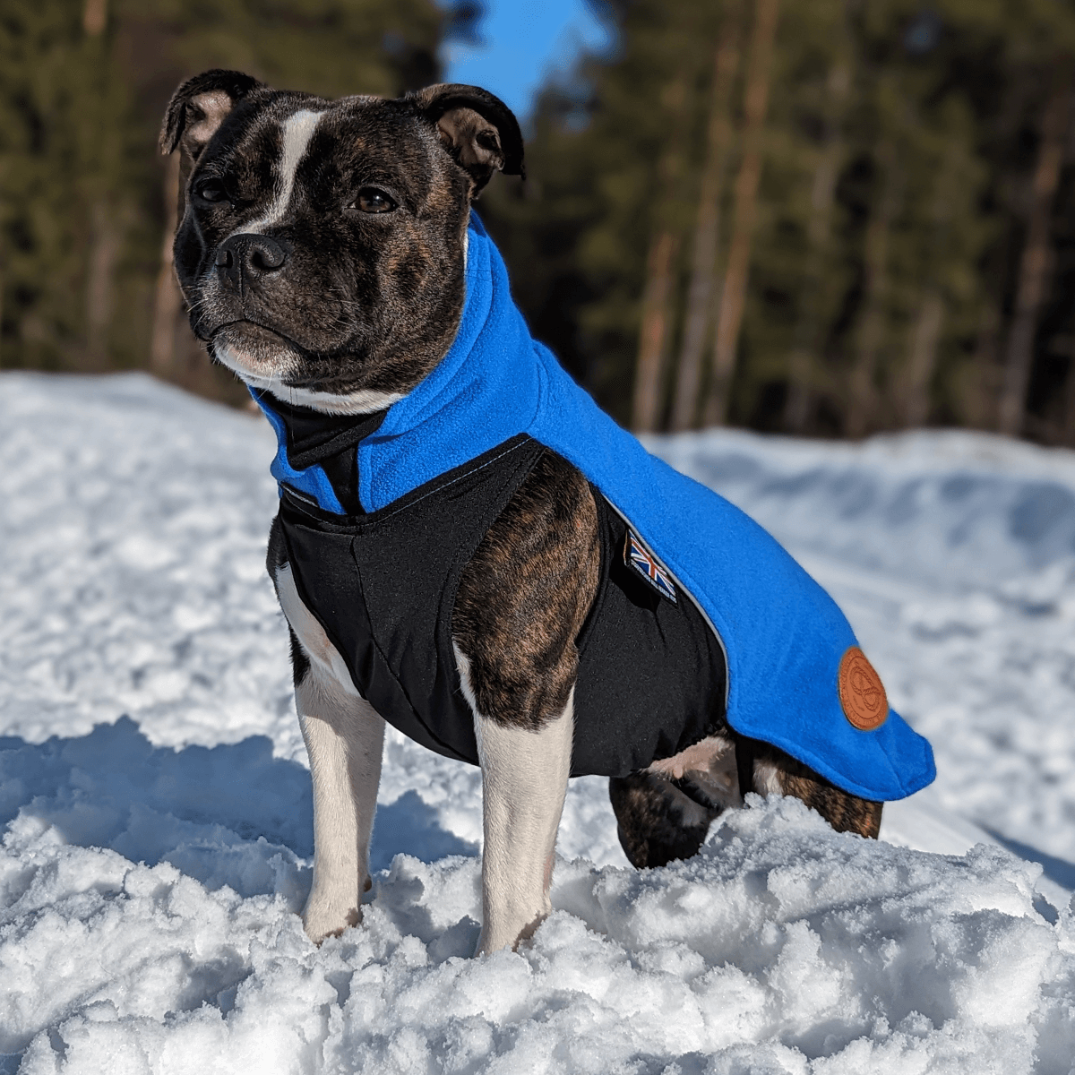 Staffordshire Bull Terrier 1935® Fleece Coat - Royal Blue